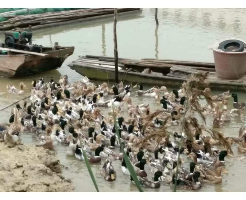 純放養(yǎng)青頭鴨、三那土雞、鳳尾菇 原生態(tài)產(chǎn)品